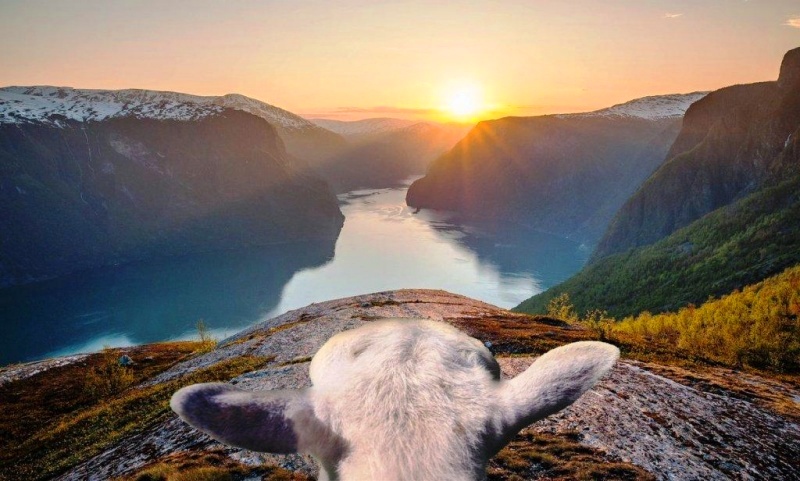 Норвежские овцы стали гидами для туристов